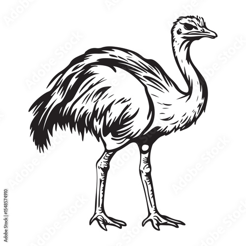 Minimal ostrich bird vector silhouette, Ostrich Standing Body upright long neck stretched legs straight tail resting, full length silhouette black vector illustration 