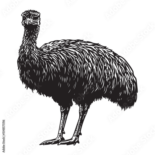 Minimal ostrich bird vector silhouette, Ostrich Standing Body upright long neck stretched legs straight tail resting, full length silhouette black vector illustration 