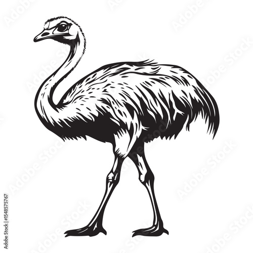Minimal ostrich bird vector silhouette, Ostrich Standing Body upright long neck stretched legs straight tail resting, full length silhouette black vector illustration 