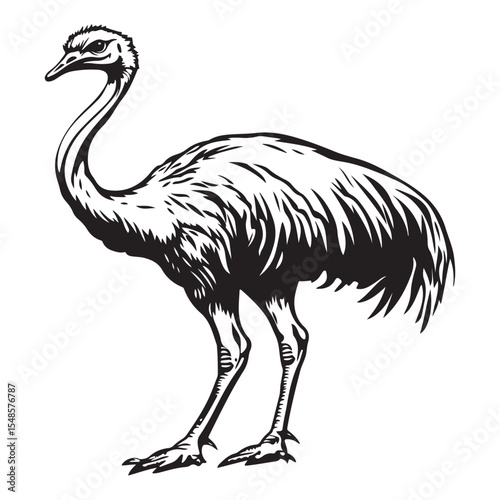 Minimal ostrich bird vector silhouette, Ostrich Standing Body upright long neck stretched legs straight tail resting, full length silhouette black vector illustration 
