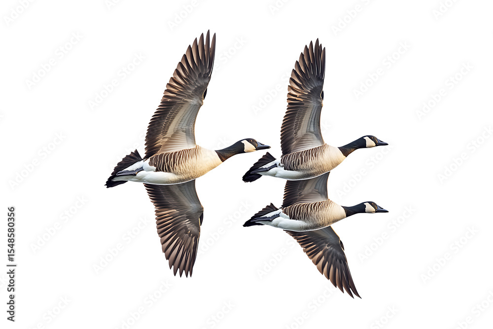 Obraz premium geese flying isolated on a transparent background