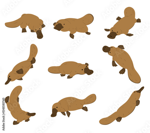 Cute illustration set of a platypus in various poses and angles, including standing, swimming, resting. Ideal for wildlife content, educational materials, and animal themed designs.