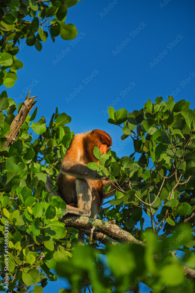 Fototapeta premium Proboscis Monkey or Bekantan resting in Tree Canopy