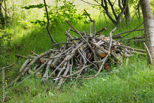 Pile of Cut Branches on Ground in a Woodland Clearing