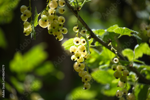 Delicious white currants, glowing in the sun with vibrant green leaves in the background.