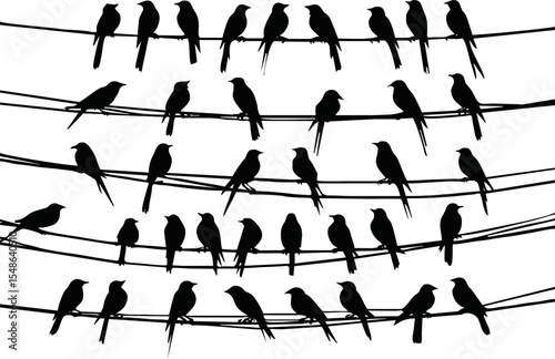 Birds sitting wire. Silhouette flock black bird on telephone electricity cable, swarm feathers swallow or swift pair sparrow love fly animal vector illustration. Silhouette bird wildlife on wire