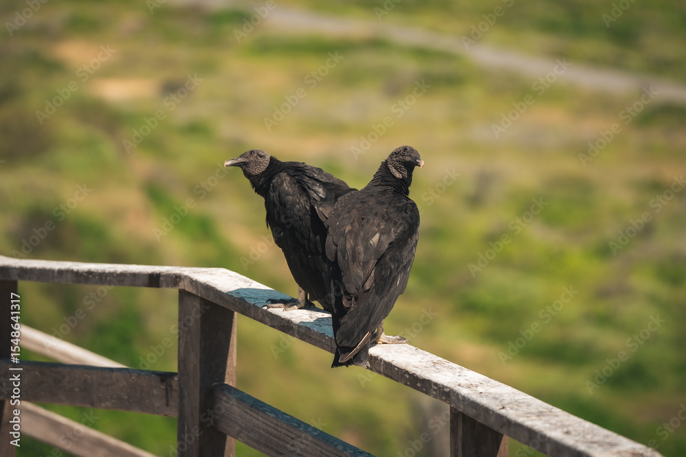 Obraz premium Impressive bird in the field