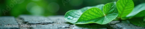 Jade green leaf, glistening wet, rests on grey stone Ample copy space , outdoor, path