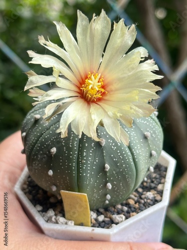 Astrophytum