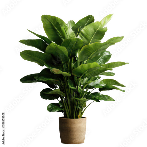 Lush green potted plant with large leaves stands in simple brown pot, creating fresh and vibrant atmosphere. plant broad leaves are glossy and healthy, adding touch of nature indoors