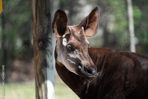 Plakat Okapi