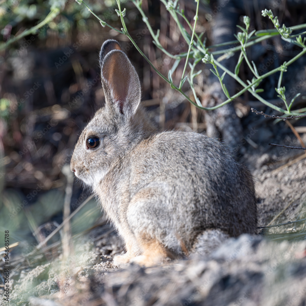 Fototapeta premium Mountain Cottontail Rabit