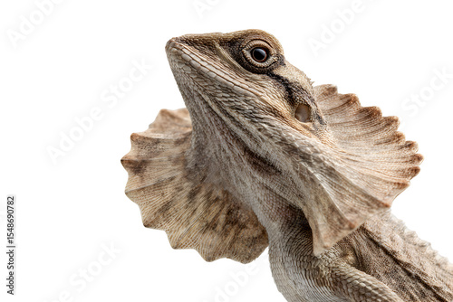 Frilled lizard close up with extended neck frill and detailed textured scales isolated on transparent background