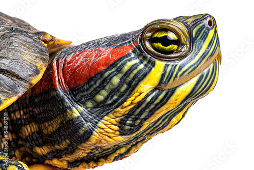 Red eared slider turtle close up with vivid striped skin texture and detailed shell isolated on transparent background