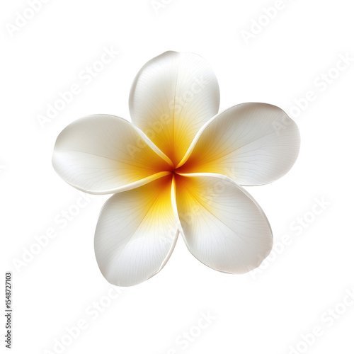 Close-up of a delicate white plumeria flower with a yellow center, isolated on black.