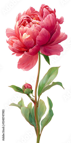 Delicate Pink Peony Flower Bloom, Soft Floral Art