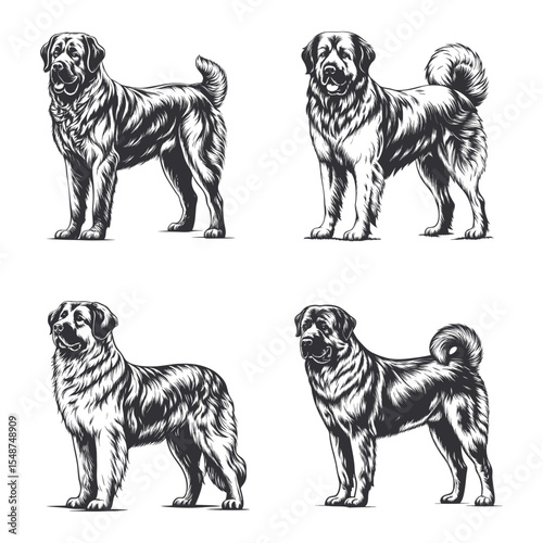 Anatolian Shepherd Dog svg