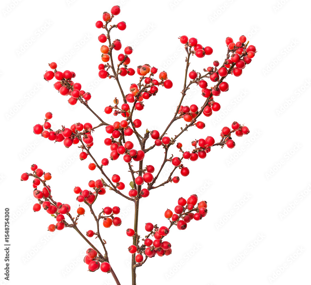Fototapeta Vibrant red winterberries against a stark black backdrop, showcasing nature's beauty