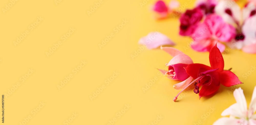 Fototapeta premium Beautiful flowers on yellow background, closeup. Banner for design