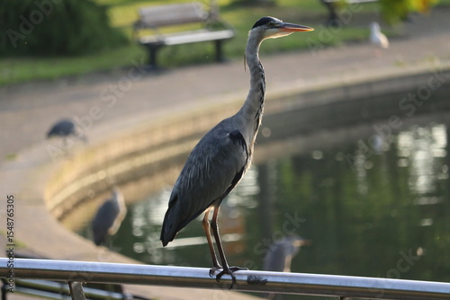 Photography Grey Heron in Dublin