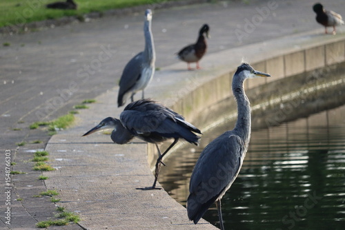 Photography Grey Heron in Dublin