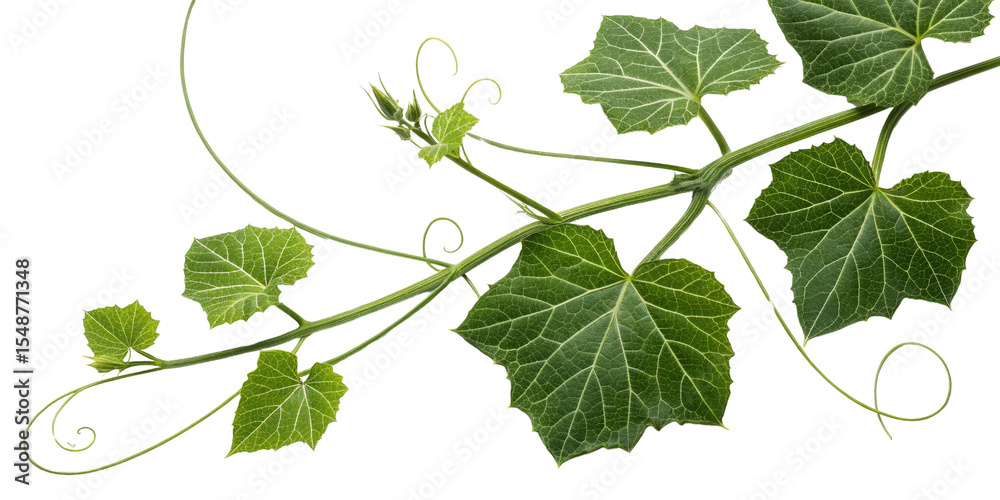 Green Vine Branch with Leaves, Isolated on Transparent Background, Nature Photography, Botanical Illustration, Vine, Foliage, Botany Green Vine Branch with Leaves, Isolated on Transparent Background, Nature Photography, Botanical Illustration, Vine, Foliage, Botany