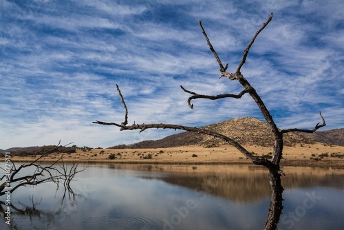 Gnarled tree trunk is standing at water edge in flat design with calm lake, rolling hills