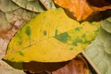 Colorful leaves on ground