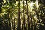 Tall coniferous trunks are rising in flat forest illustration, with pine needles and dappled light