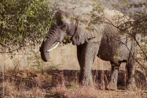 Elephant by trees on field
