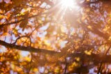 Low angle view of twigs on sunny day