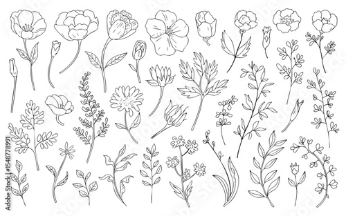 Botanical line art drawing of wild flowers and herbs for floral design and nature inspired illustrations 