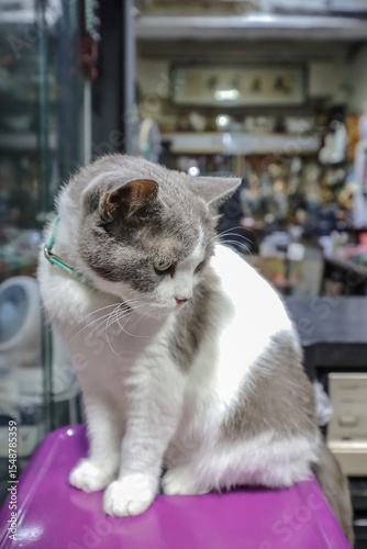 June 20 2025 Close-Up of a Calico Cat Sitting on a Surface Indoors