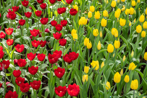 Full frame shot of Yellow and Red Tulips flower grow in the garden. Tulips is one of the world's most easily recognized and loved flowers.
