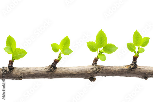 Close-up of vibrant green leaves budding on a branch against a black background