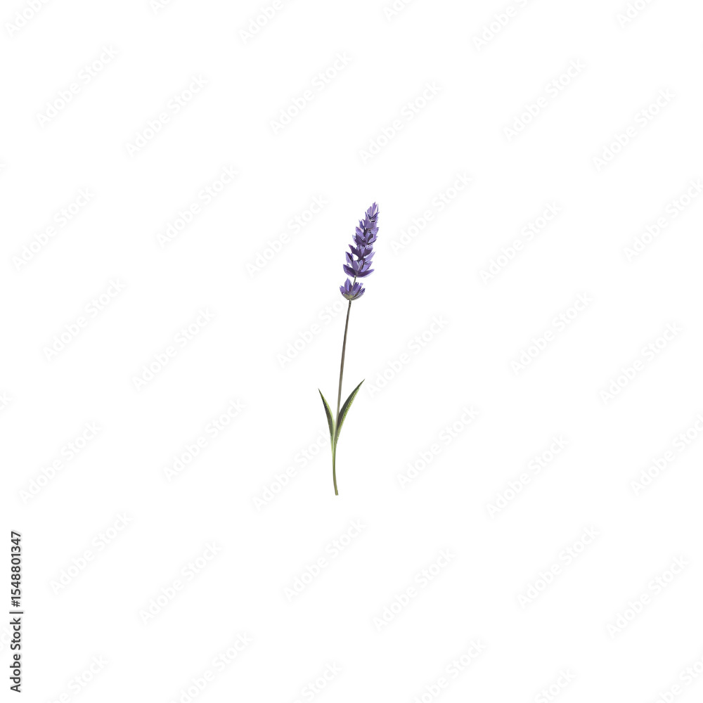 Fototapeta premium Elegant lavender stem illustration on white background, simple and refined.
