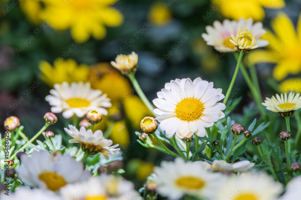 Fototapeta premium A Marguerite daisy with white petals. warm sunshine - marguerite daisy, Paris daisy, Argyranthemum frutescens