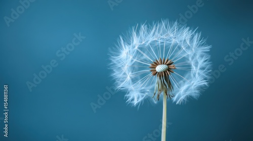 Delicate Dandelion Seed Head Against Blue Background, Macro Photography Detail