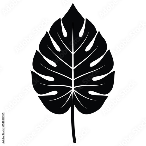 Solitary black monstera leaf presents bold, tropical simplicity over transparent background
