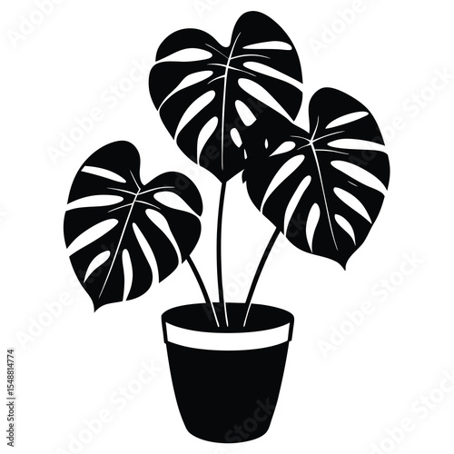 Black monstera deliciosa plant with split leaves flourishes within a sleek pot, transparent background