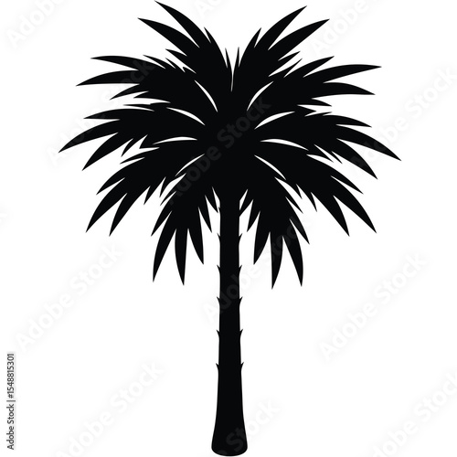 Solitary palm tree stands defined as an isolated silhouette with detailed fronds on transparent background