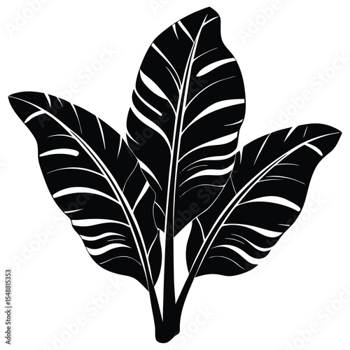 Bold banana leaves create an eye catching silhouette with a transparent background