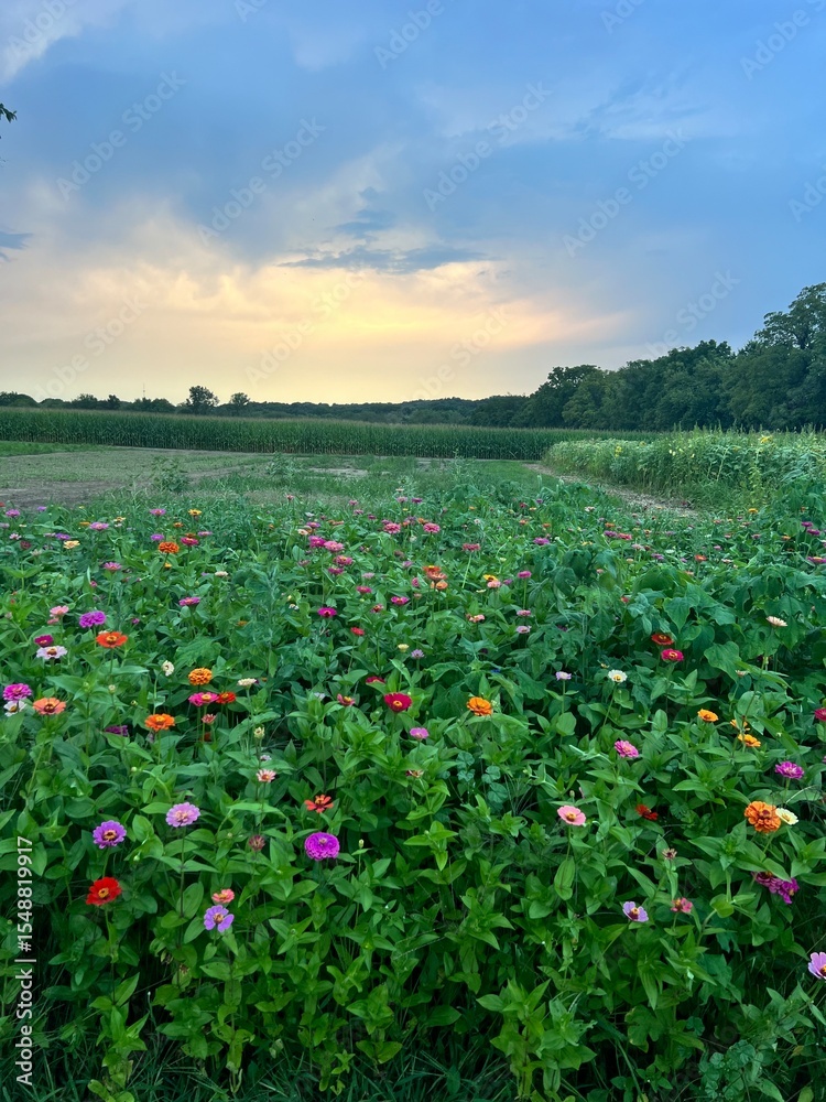 Obraz premium sunset over wildflower field