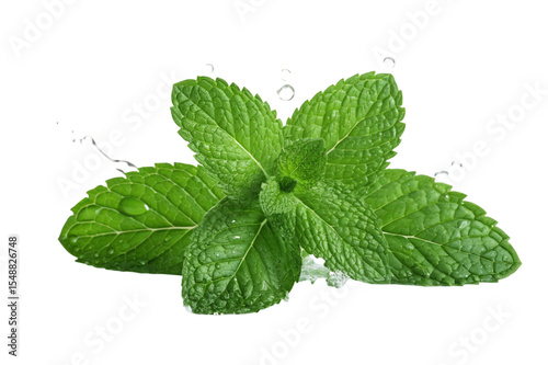 Fresh mint sprig with water droplets isolated on transparent background