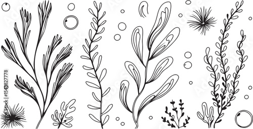  various types of sea plants and aquatic flora, rendered in a detailed line art style with flowing forms, suggesting an underwater scene.