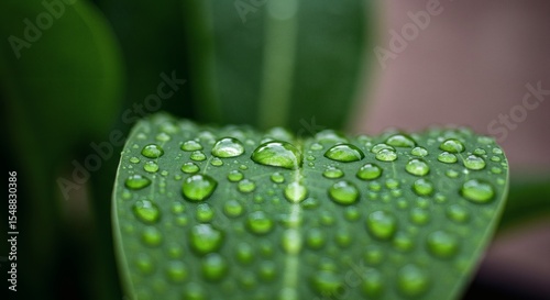 Lush Green Leaf Covered in Dew Drops Close Up Macro Photography of Nature s Beauty