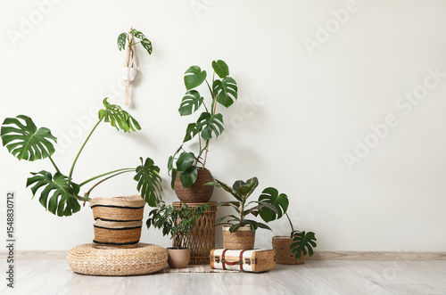 Different Monstera housepla...