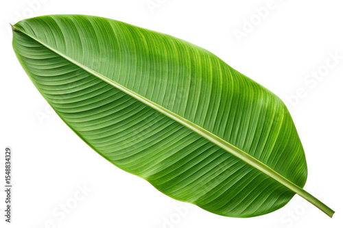Single lush green banana leaf isolated on transparent background