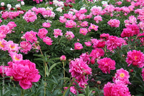 Peonies In Summer Bloom, Fort Edmonton Park, Edmonton, Alberta
