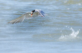 Common tern flying over the sea and catching a fish in Saintes Maries de la Mer
